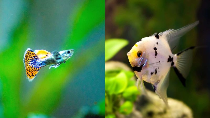 Angelfish And Guppies