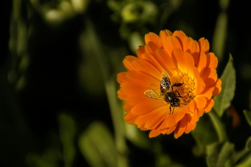 Calendula: Golden Sunshine For Bees