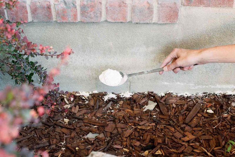 Diatomaceous Earth Dusting