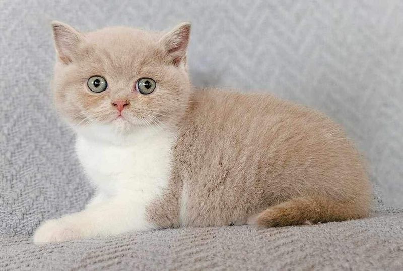 Fawn: The Dilute Cinnamon