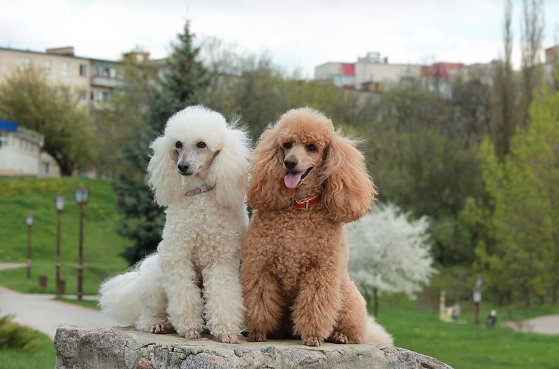 Peace-Making Poodles