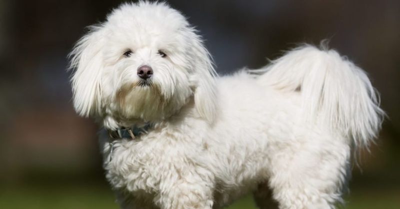 Coton De Tulear
