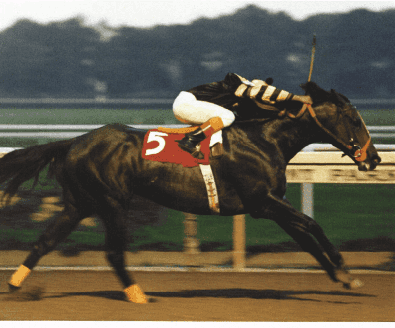 Seattle Slew: From Bargain Bin To Triple Crown