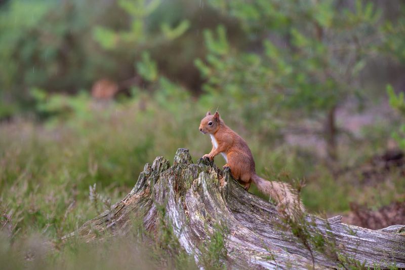 Red Squirrels In Scottish Forests