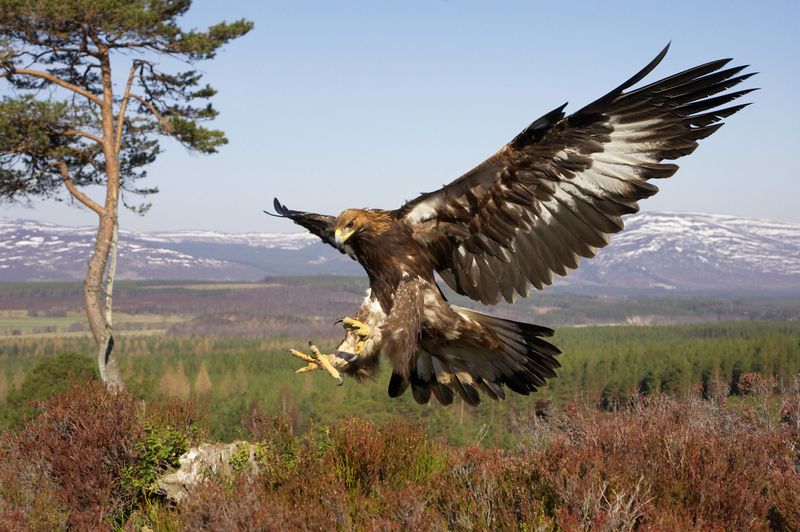 Areas With Predatory Birds