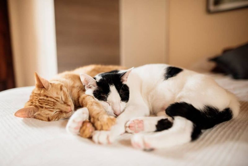 Sleeping With Their Back To You