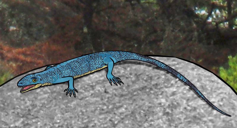 Milleretta: The Anapsid Survivor