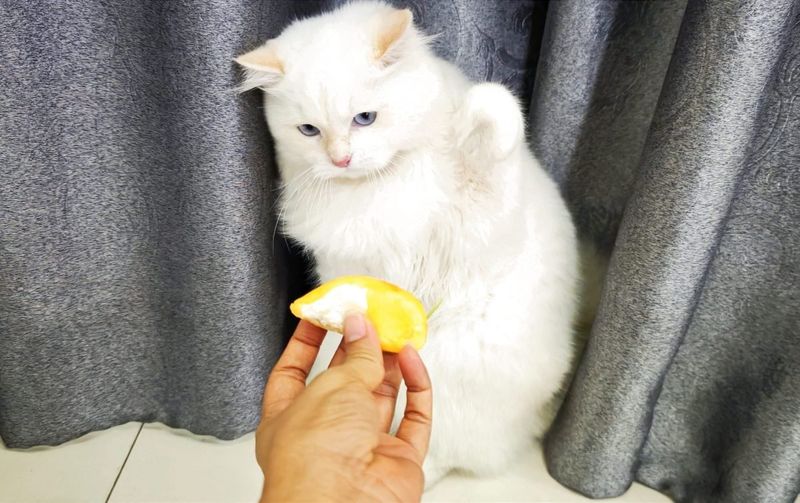 Cats Loathe Citrus Too