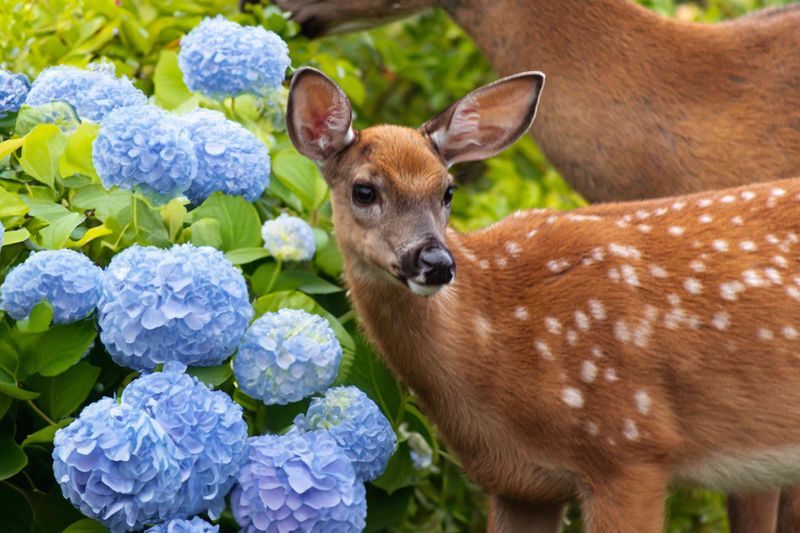 Hydrangeas: Big Blooms, Big Attraction