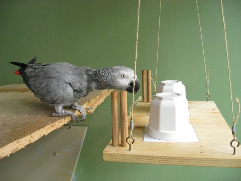 Adaptable African Grey Parrots