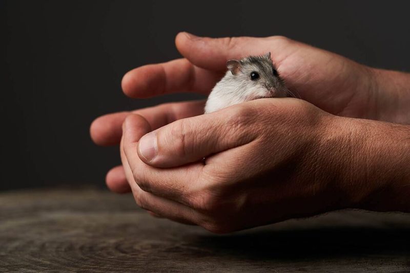 Nervous Nibblers To Pocket Pals