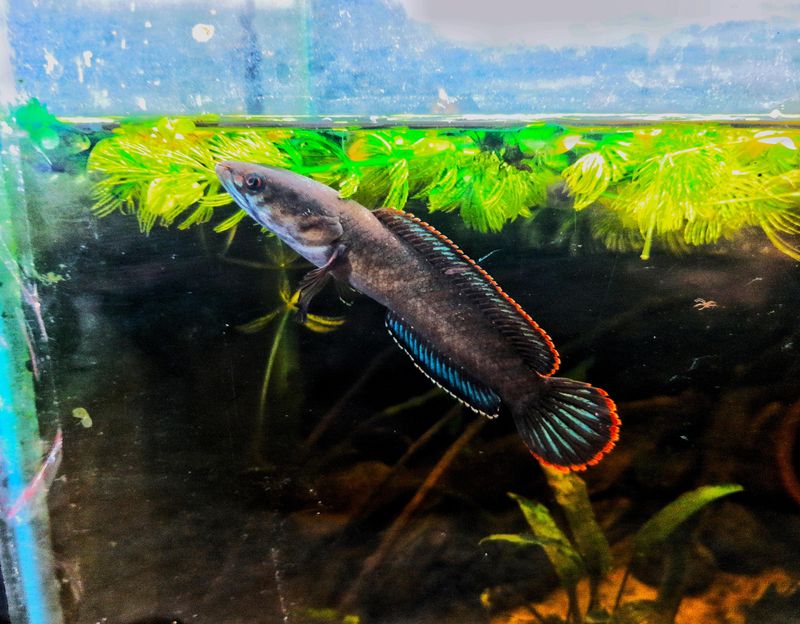 Prehistoric Predator Design