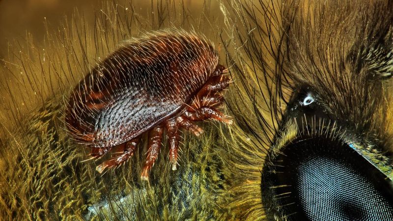 Deadly Parasites Invade Hives