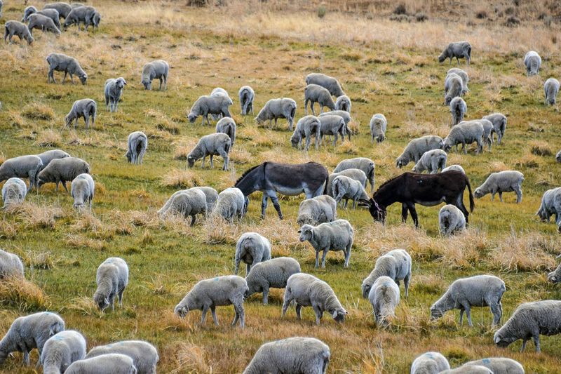 Livestock Precautions