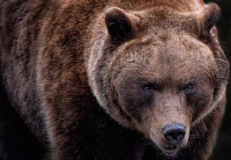 Increased Prey Availability