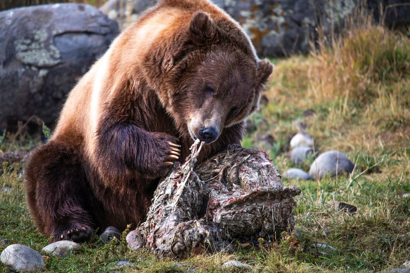 Increased Prey Availability