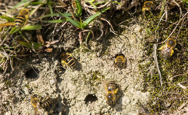 Soil Health Improvers