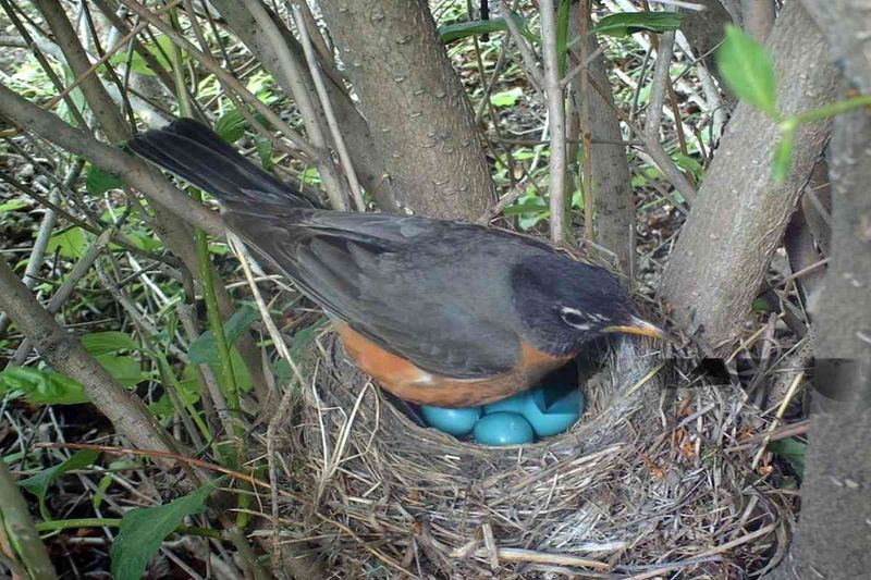 Protective Nest Building Techniques