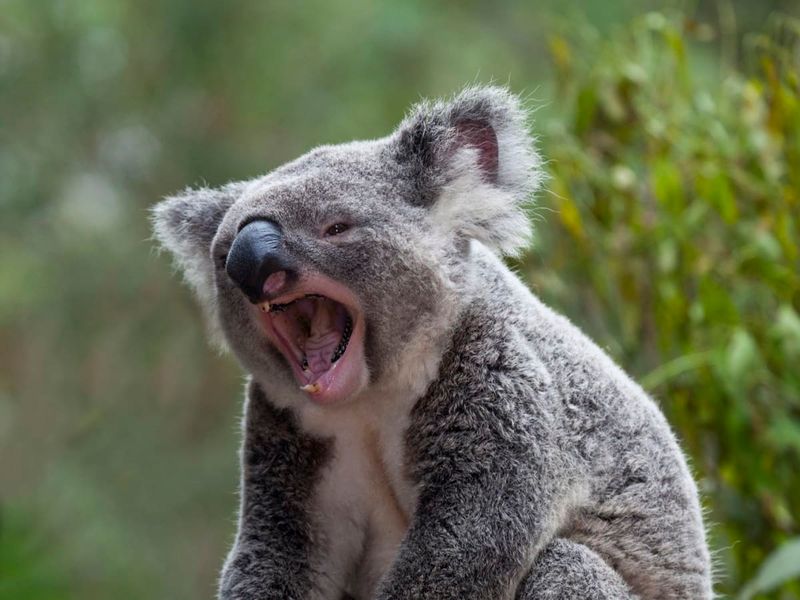 Koalas Communicate With Grunts