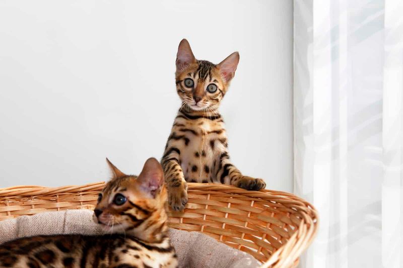 Forever Playful Kittens