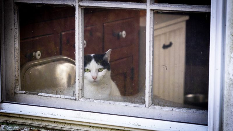 Window Fixation