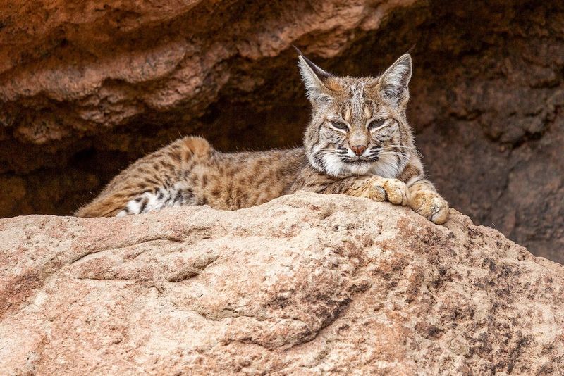 Desert Lynx: Mirage Hunter