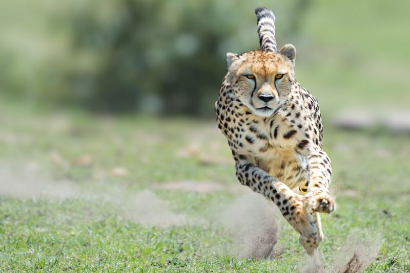 Cheetah