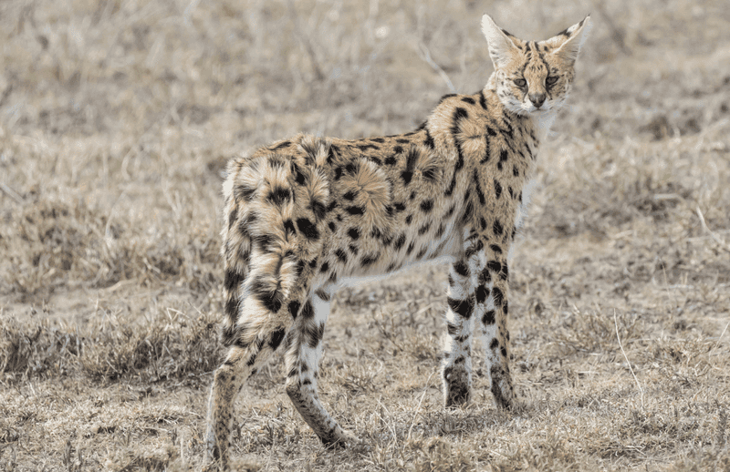 Serval