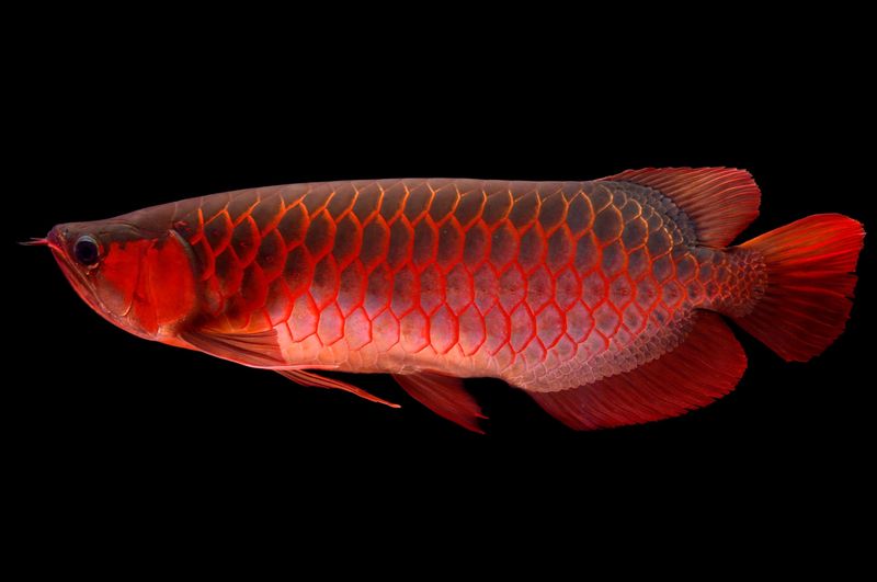 Arowana: The Dragon Fish Dilemma