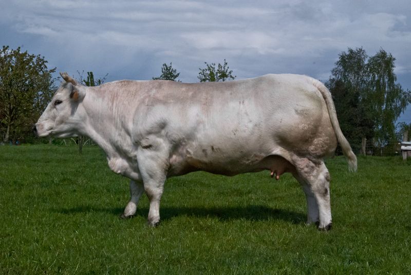 Belgian Blue Cattle: The Muscle-Bound Newcomers
