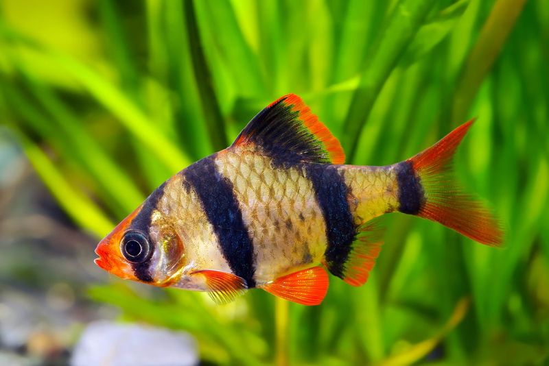 Tiger Barbs And Angelfish