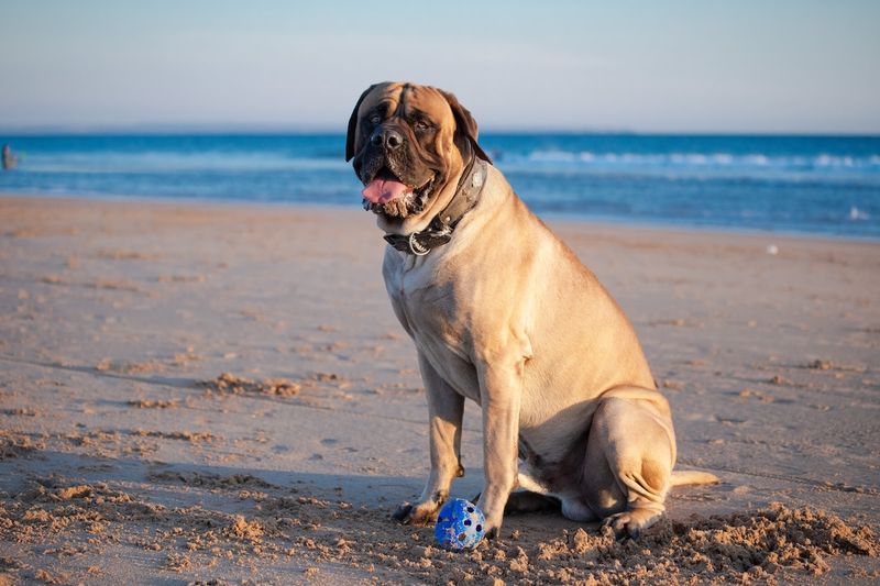Mastiff