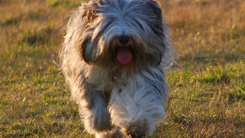 Polish Lowland Sheepdog