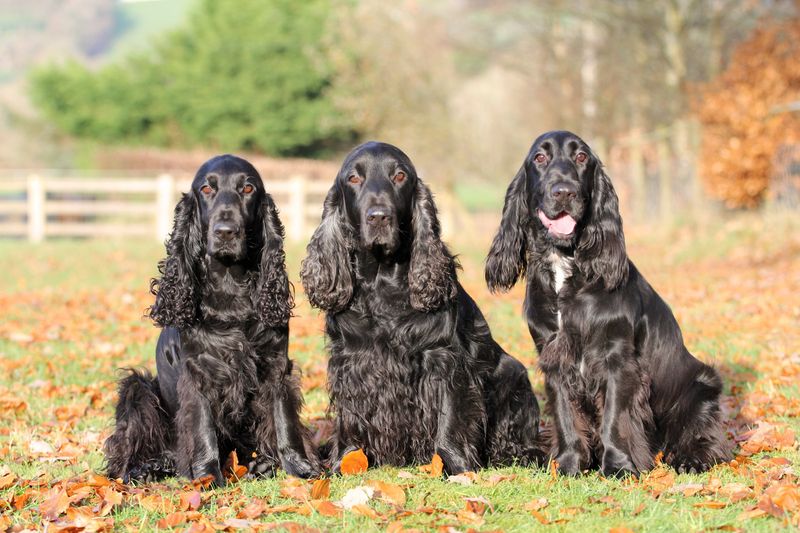 Field Spaniel