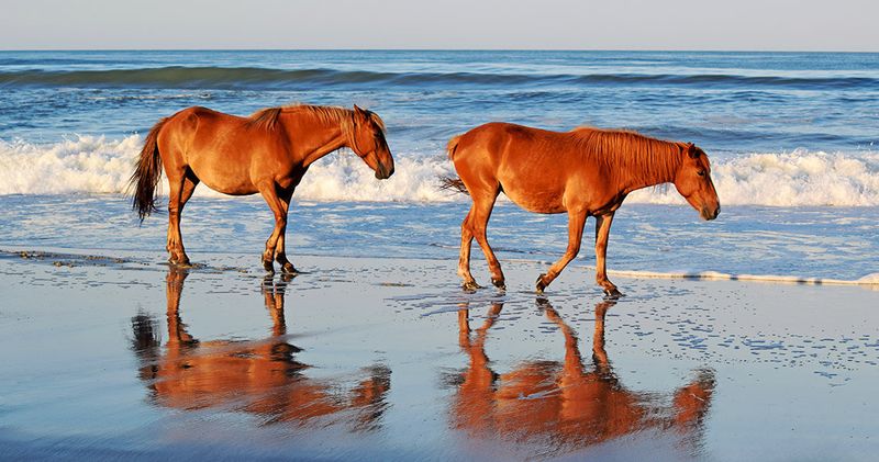 North Carolina Horse (North Carolina)