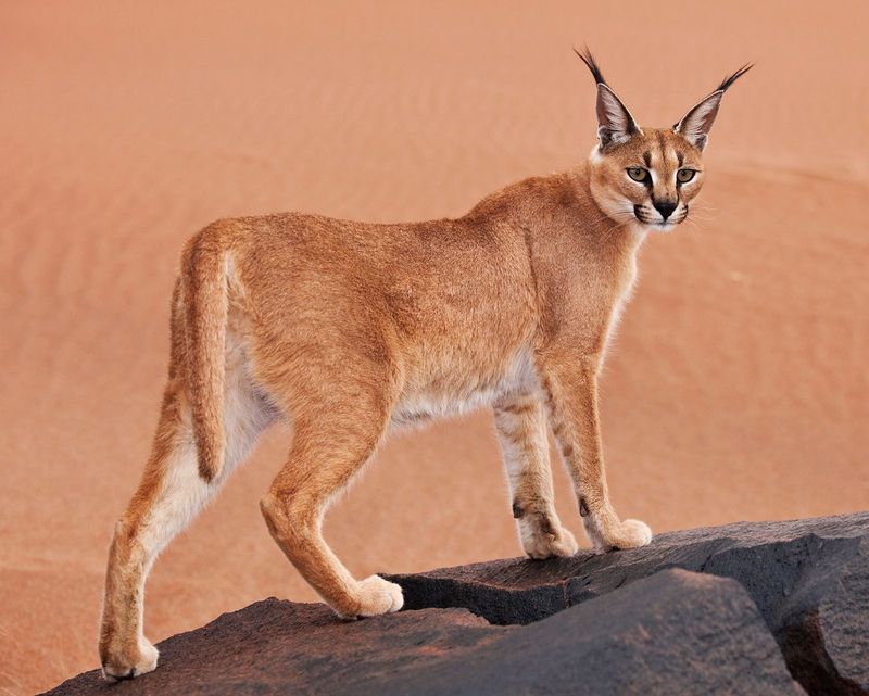 Caracal: Elegant Deserter