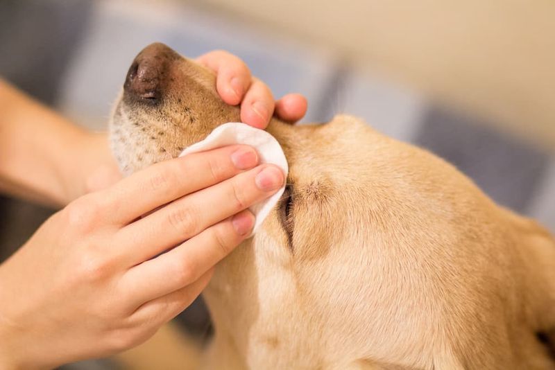 Tear Stain Tips