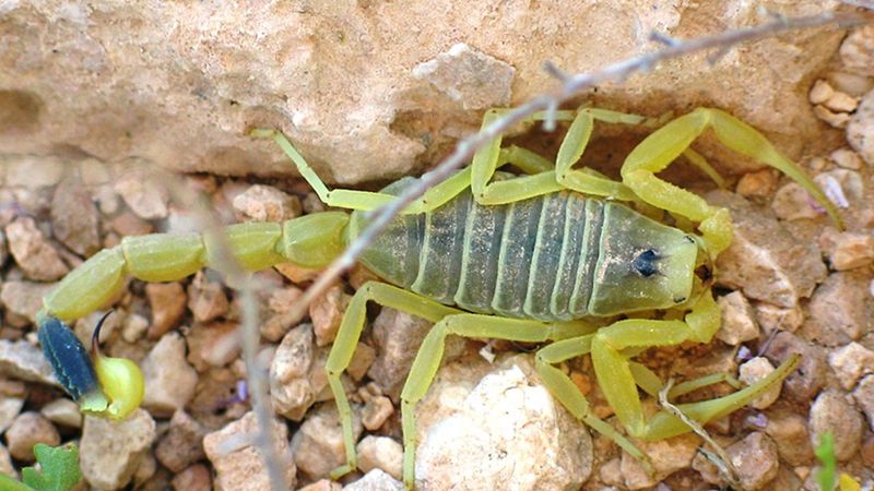 Deathstalker Scorpion: Cancer Fighter