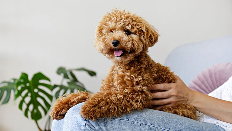 Maltipoo – The Lap Luxury Lover