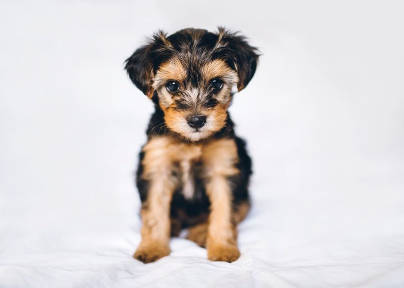 Yorkipoo