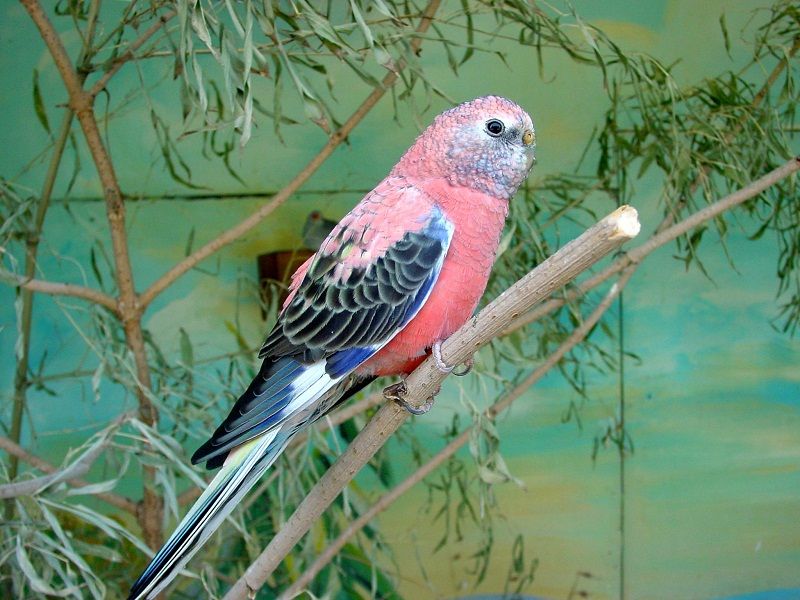 Bourke's Parakeets