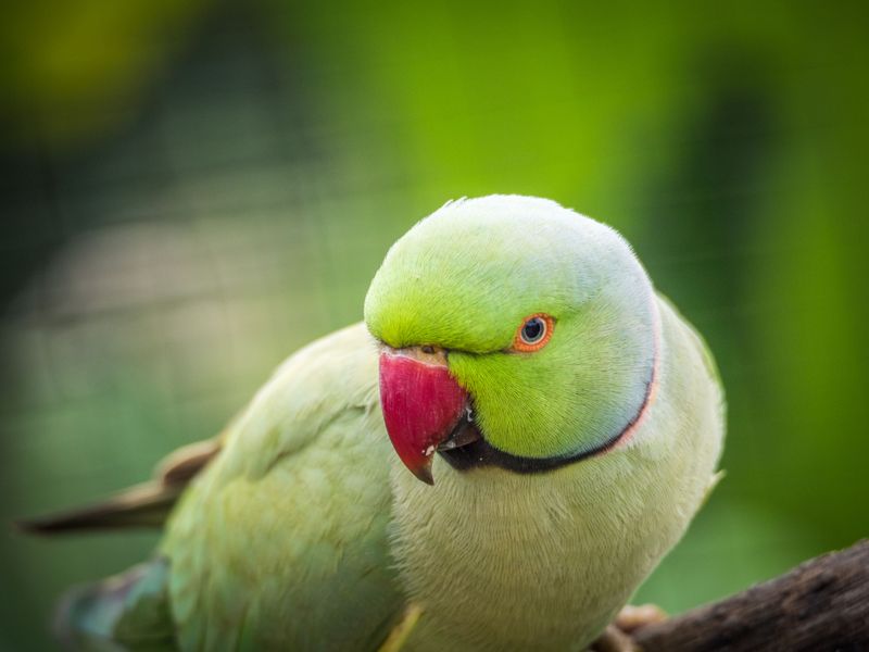 Indian Ringneck Parakeets