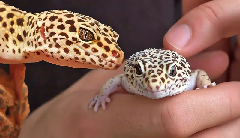 Leopard Geckos: Smiling Insect Hunters