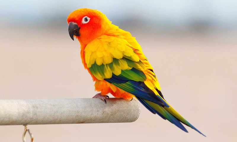 Conures