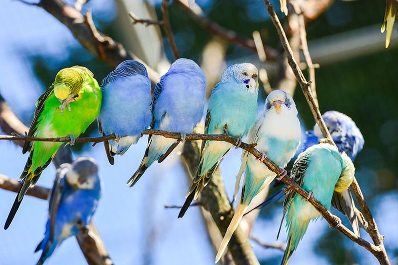 Parakeet