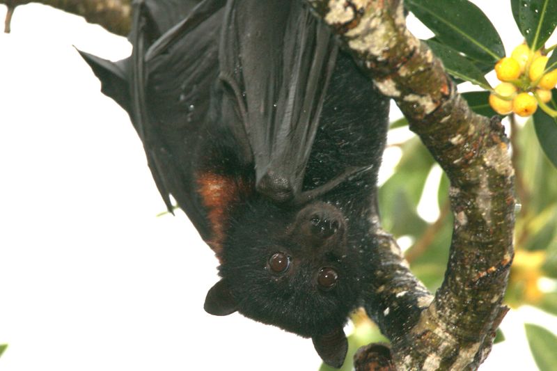 Flying Fox