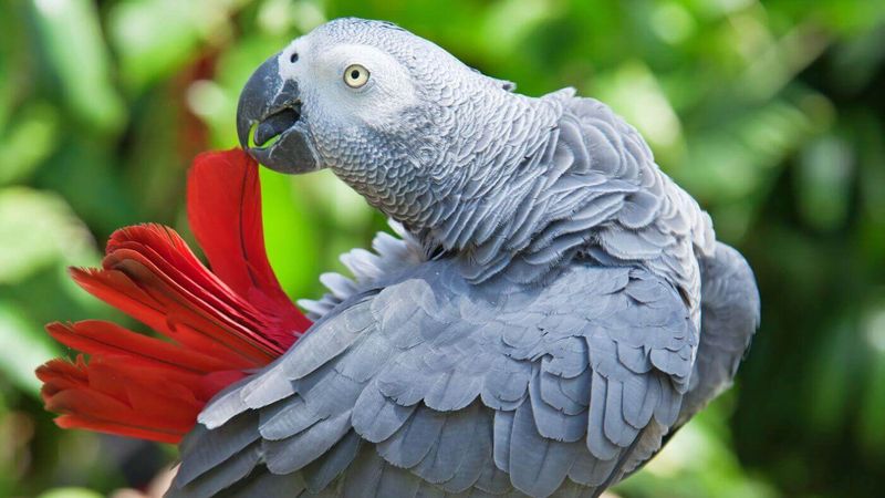 African Grey Parrots
