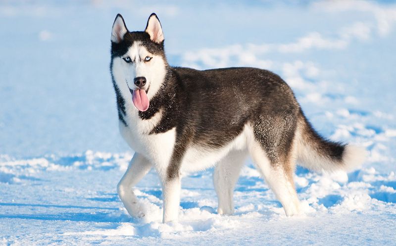 Siberian Husky