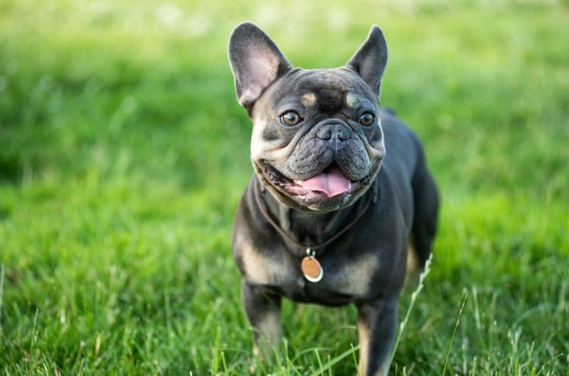 French Bulldog