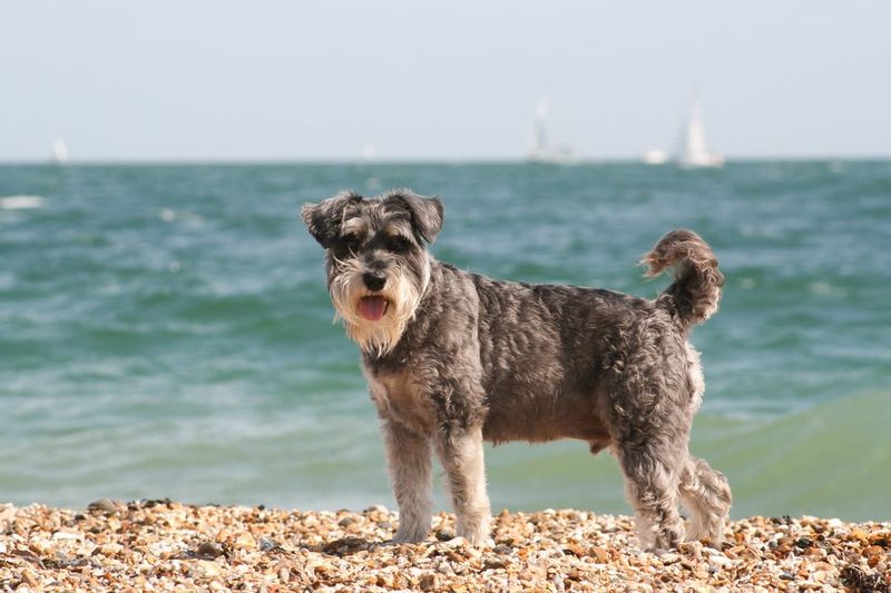 Schnauzer